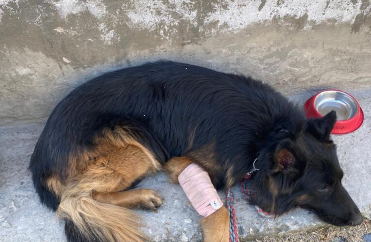K9 Tyson Survives Bullet Wound After Leading Elite Force Strike in Kishtwar