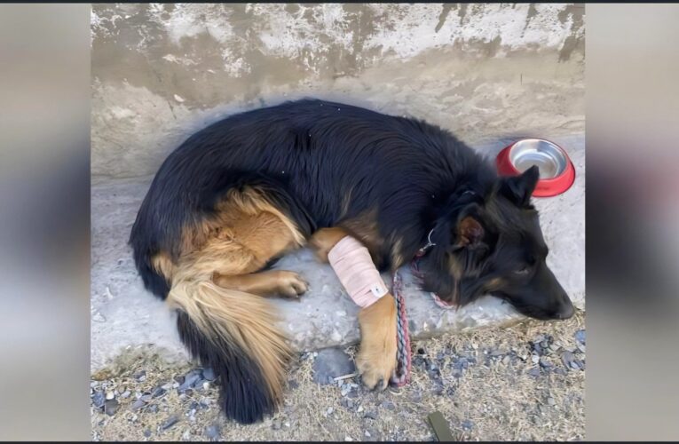 Heroic Army K9 ‘Tyson’ Survives Bullet Wound After Flushing Out Terrorists in Kishtwar