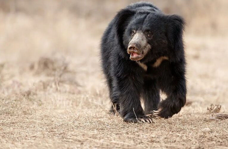 Project Sloth Bear: Union Minister Bhupender Yadav Reaffirms India’s Wildlife Conservation Goals