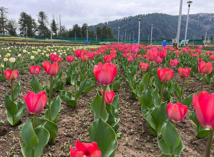 Jammu’s Largest Tulip Garden to Open in Sanasar Valley: Over 2 Lakh Blooms Await Visitors