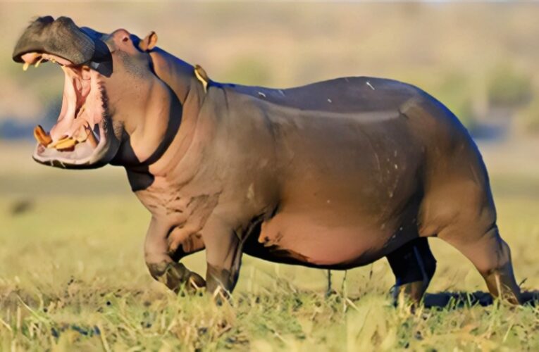 Jambu Zoo Expands Wildlife Collection with New Hippopotamus Pair from Chennai