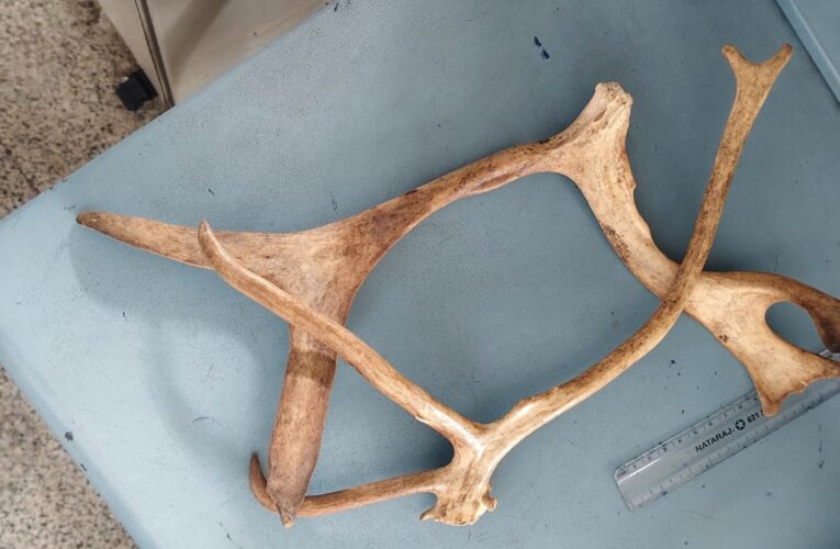 IGI Airport Security Thwarts Wildlife Smuggling Attempt; Antlers Seized from Bangkok-Bound Passenger