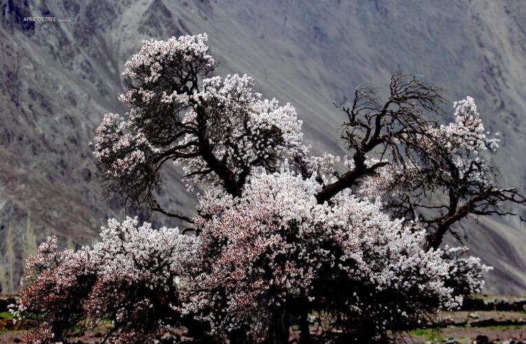 Ladakh Air Connectivity Surges as LG Announces Major Boost in Flight Operations for Tourist Season