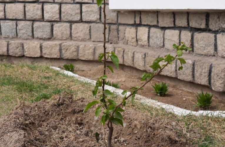 Ladakh Green Initiative: Exotic Flowering Trees and Bamboo Planted in Leh for the First Time