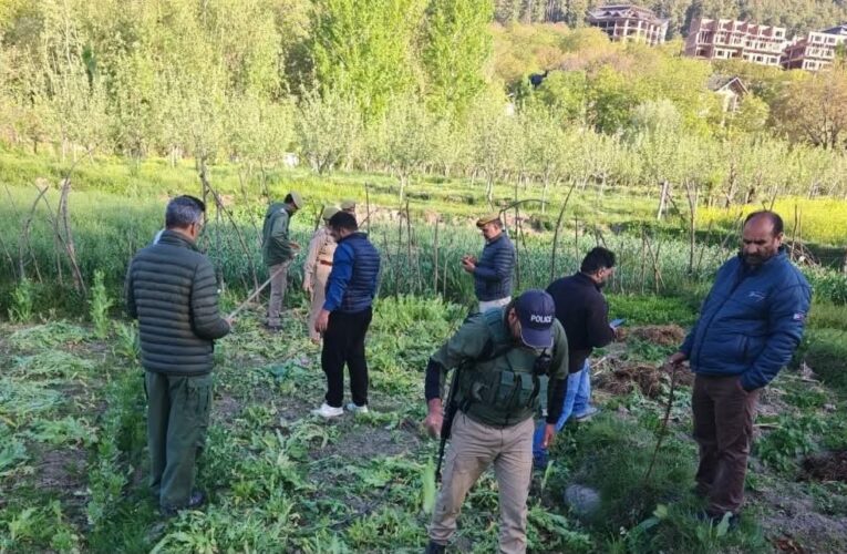 Jammu and Kashmir Police destroy illegal poppy cultivation in Anantnag district