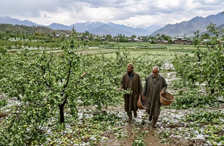 Severe Hailstorm Devastates Orchards and Crops in Kulgam’s Noorabad Region