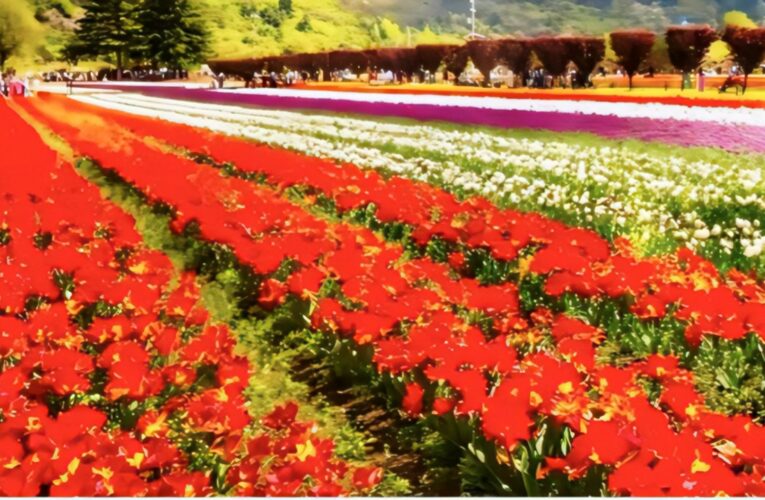 Srinagar’s Tulip Garden Hosts Therapeutic Retreat for Patients to Boost Mental Well-being