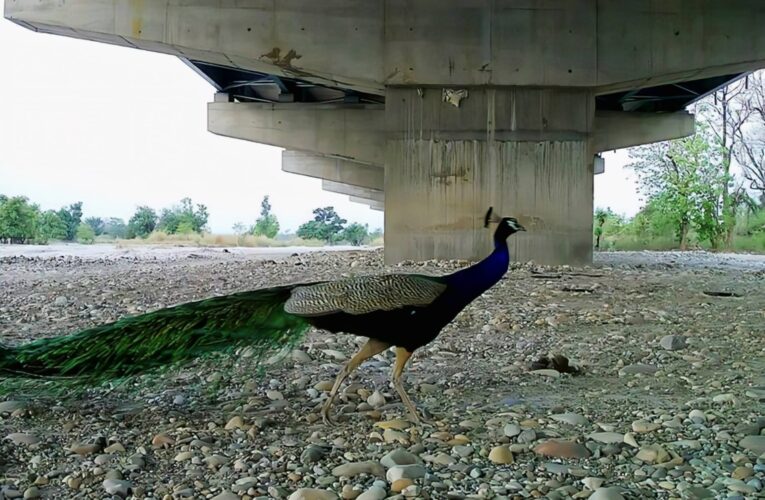 NHAI-WII Study Confirms Success of Wildlife Underpasses on Delhi–Dehradun Economic Corridor