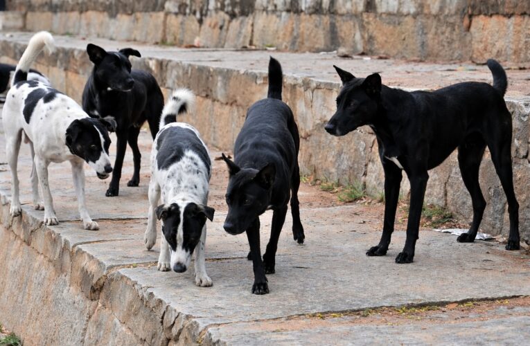Tragedy in Budgam: Two-Year-Old Nomadic Child Killed in Pampore Stray Dog Attack