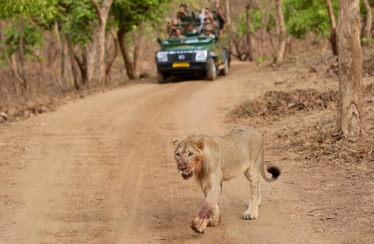 India Shows Global Leadership in Asiatic Lion Conservation Efforts