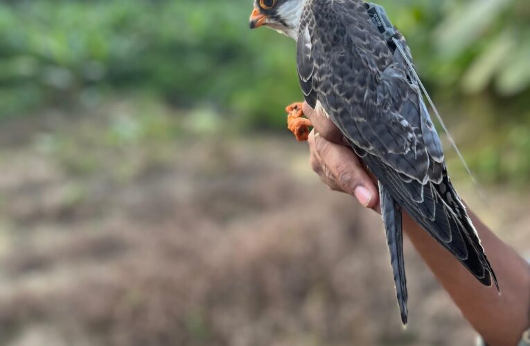Amur Falcon migration update: Tagged raptor Alang crosses Arabian Sea on 6000 km journey