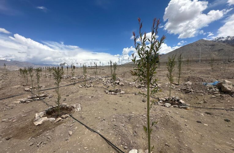 Ladakh Indus River Green Corridor mass plantation initiative shows positive results