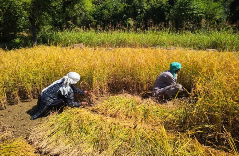 Central Cabinet Approves Major Price Hikes for 14 Kharif Crops to Bolster Farm Incomes