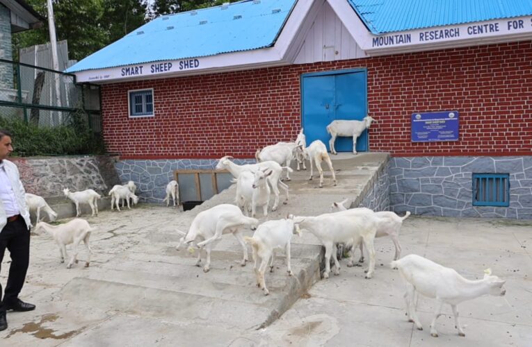 Saanen Goats Spark Valley Buzz at SKUAST-Srinagar, Wider Rollout Likely After Three-Year Study