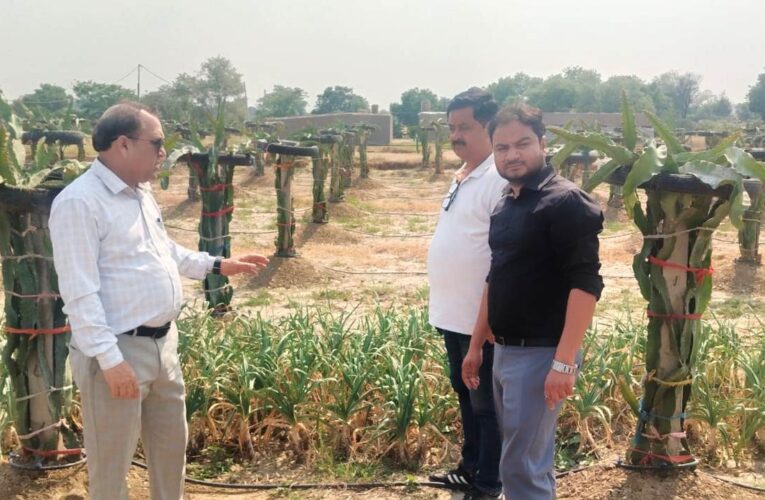 Dragon Fruit Farming Gains Momentum in Samba Villages