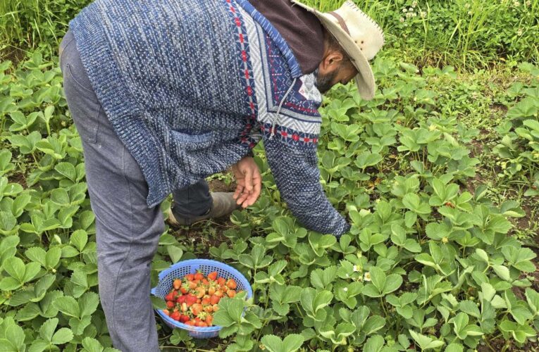 Kashmir’s Strawberry Farmers Seek Youth Support, Better Transport for Wider Markets
