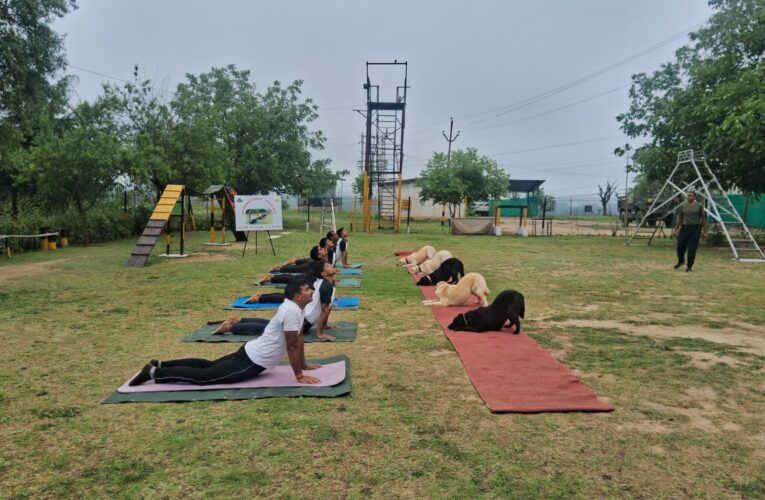Chinar Corps of Indian Army Celebrates International Yoga day with Zeal, Harmony and Collective Spirit