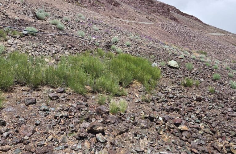 Ladakh Greening Initiative: LG’s Barren Land Rejuvenation Project Shows Success