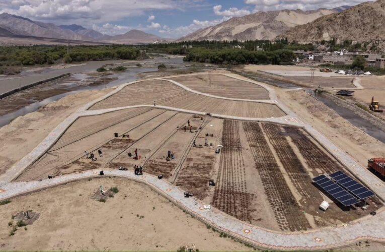 Ladakh to get India’s highest commercial Lilium cultivation field