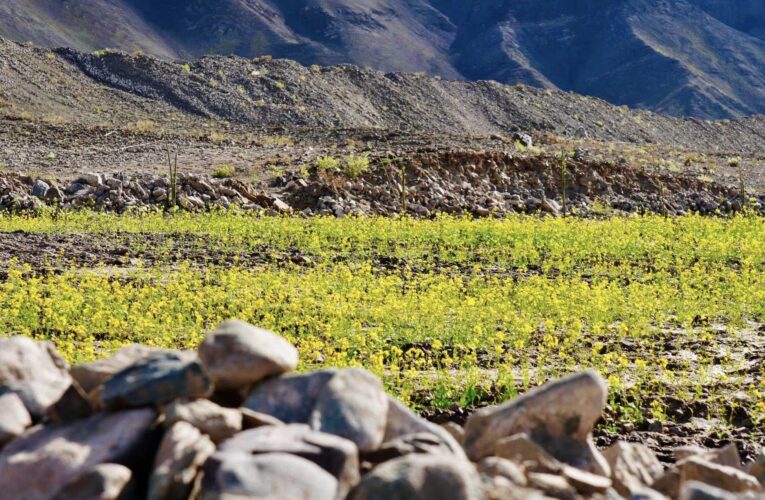 Freshwater engineering technique transforms barren Ladakh land into green cover