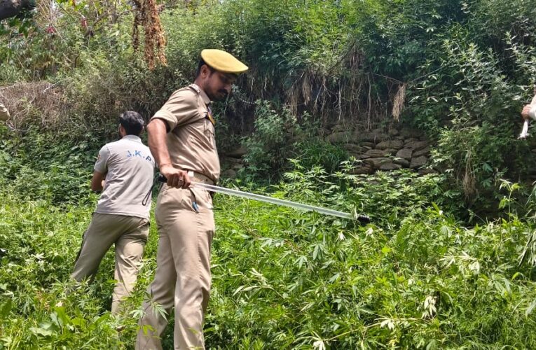 Doda Police Destroy 28 Kanals of Wild Cannabis in Massive Anti-Drug Drive